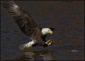 _1SB8693 bald eagle catching fish
